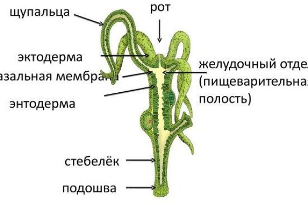 Что такое кракен тор