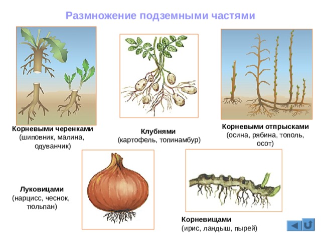 Кракен тор kr2web in